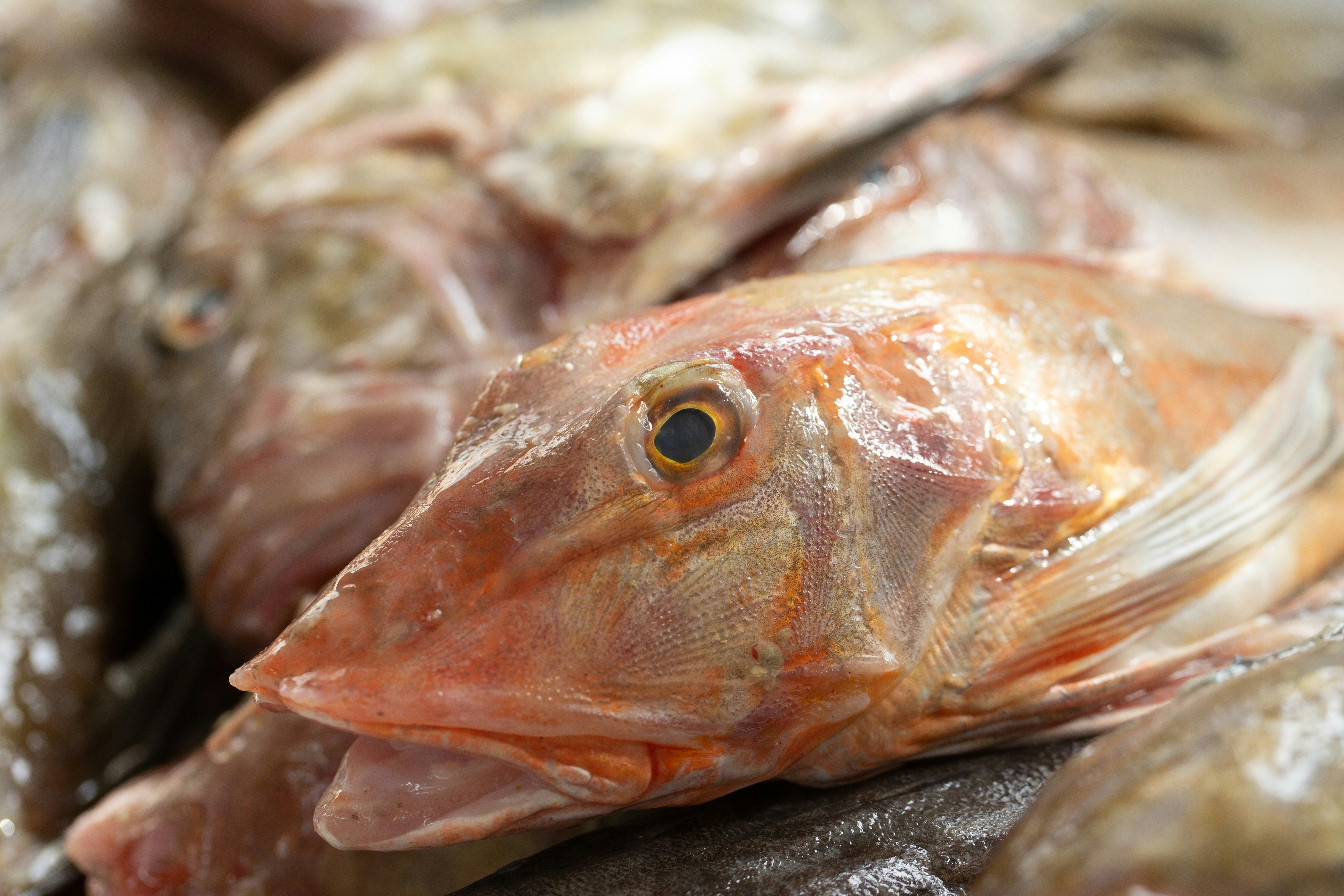 White Pomfret 4