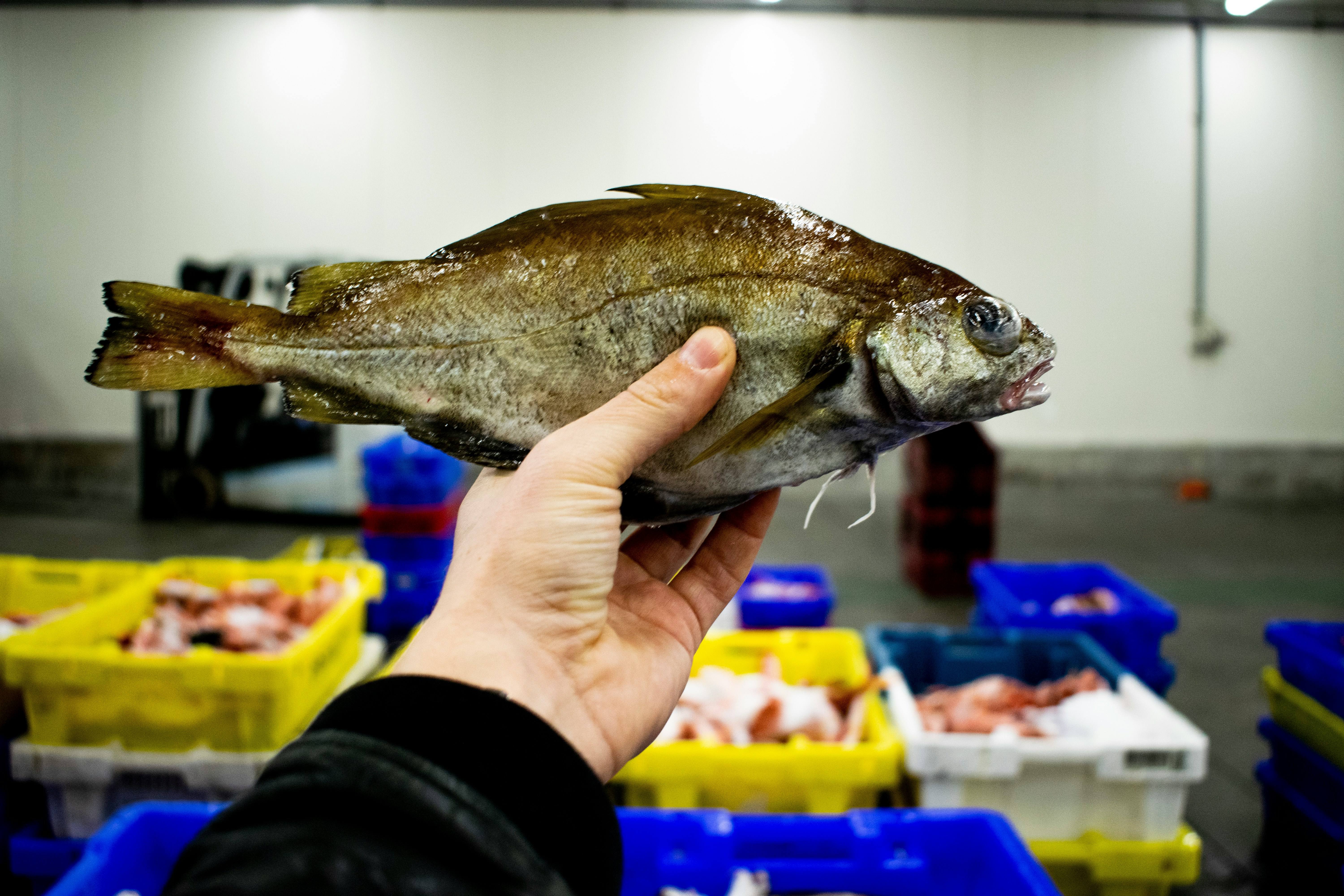 White Pomfret 2