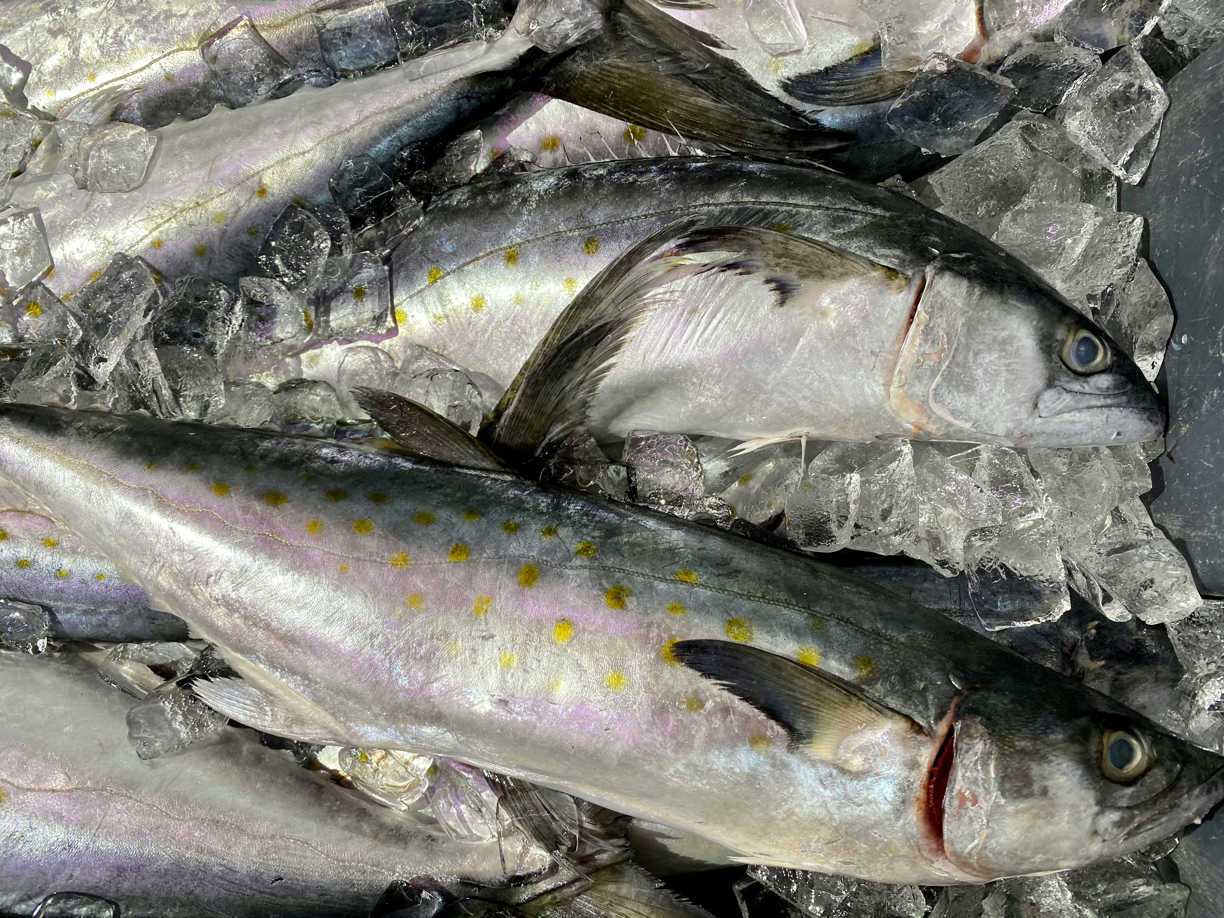 Tuna 3